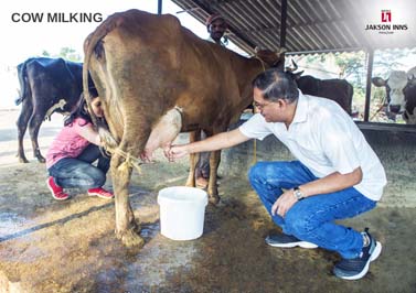 Cow Milking