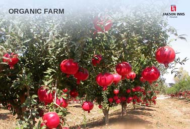 Organic Farm